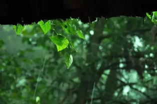 我还知道关于春雨的诗句是哪一句