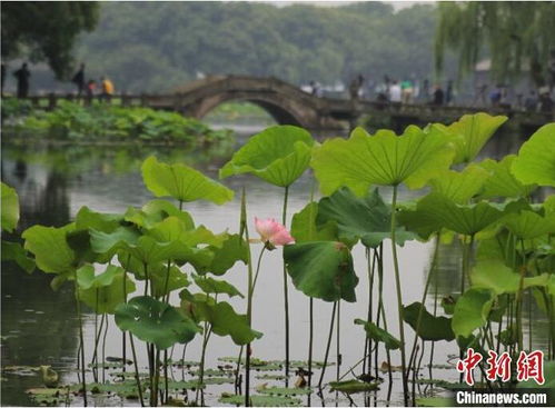 杨万里的关于莲叶的诗句