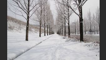 关于夜深雪景的诗句