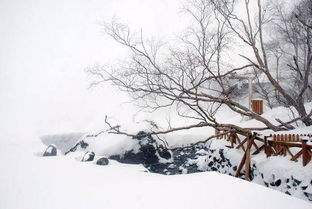 写关于雪的诗句古诗,写关于雪的诗句有哪些,写关于雪的诗句(自创)