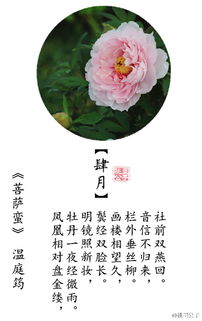 古诗,诗句,花草,伤心