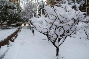 关于大雪初霁的爱情诗句