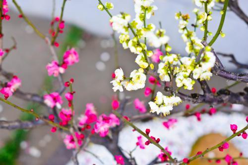 歌颂梅花的诗句古诗,春天梅花的诗句古诗,写梅花的诗句古诗