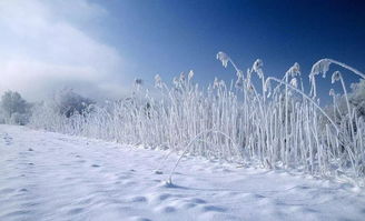 查一下关于雪的诗句