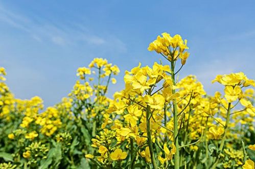 关于采菜花的诗句