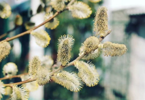 柳絮,诗句,赏析