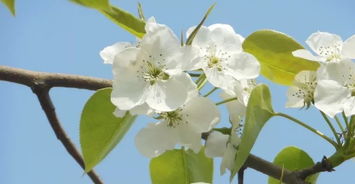 关于花朝节扑蝶的诗句