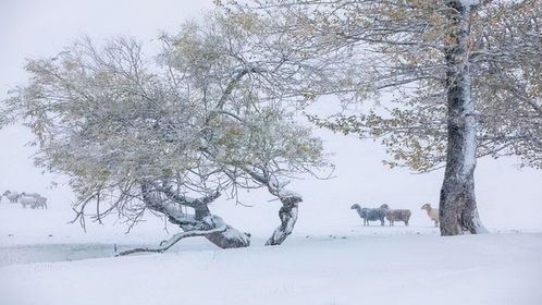 几个,诗句,于雪