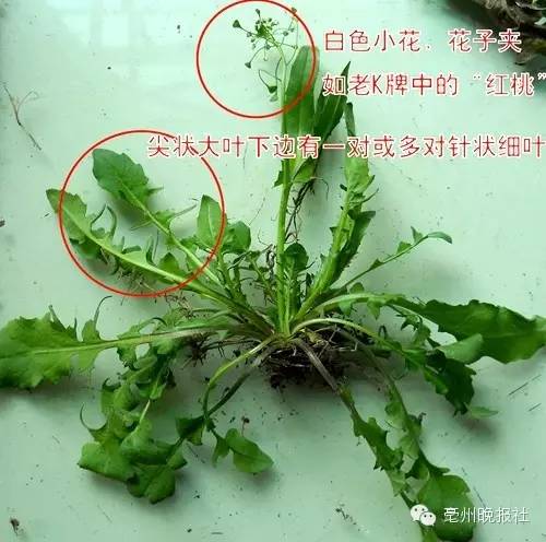 关于挖野菜的诗句