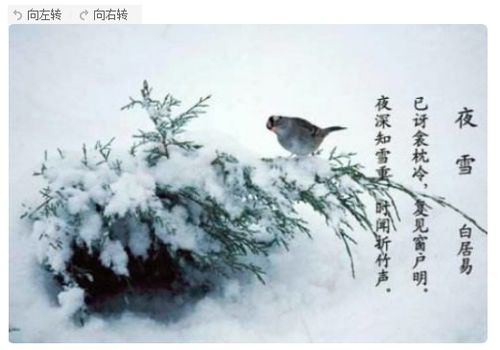 小学有关雪的诗句古诗