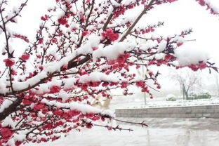 雪桃花诗句古诗词