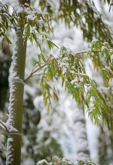 雪竹子的诗句古诗大全