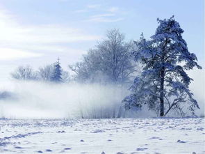 古诗句中形容雪的好比喻